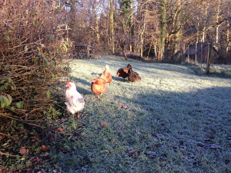 Chickens thawing out in the sun