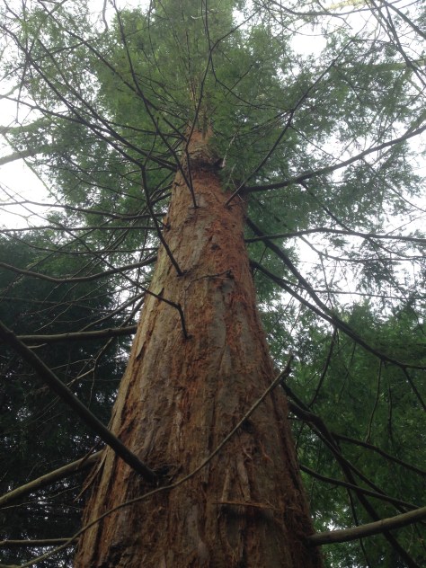 Discovered two Coast Redwoods in mother's new plot!