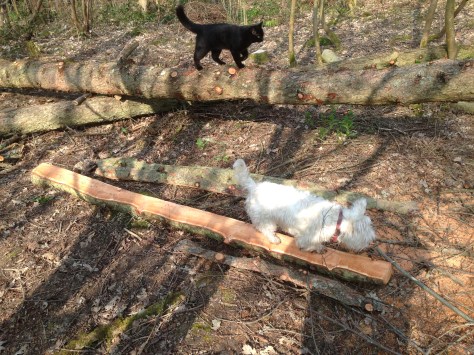 Chester and Rafferty helping out.