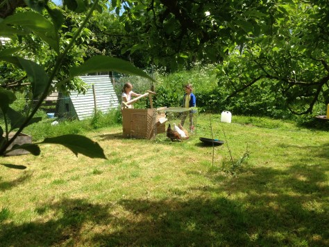 The hens are being 'trained'