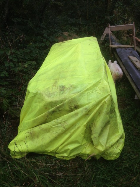 All wrapped up. Chester checks my handiwork. He's a bit sniffy about it but deems it OK