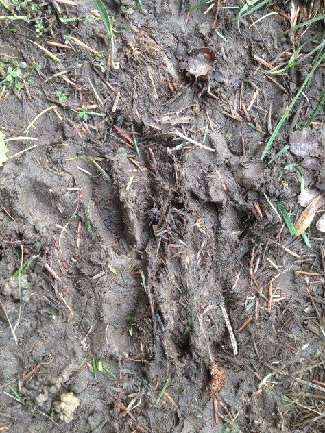 Tracks of another kind show the orchard had some unwelcome visitors in the night