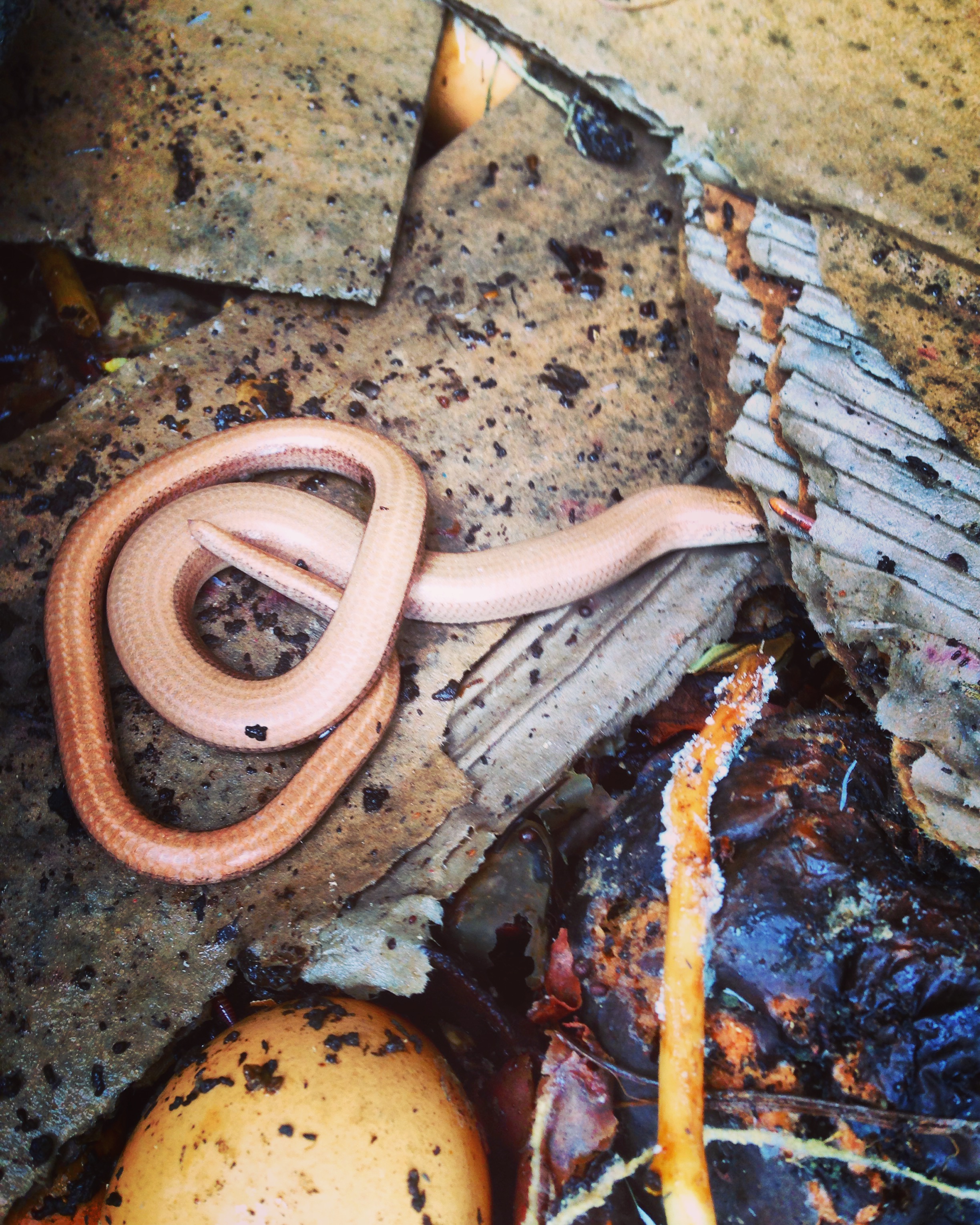 the compost heap provides a nice warm refuge for these slightly creepy legless lizards