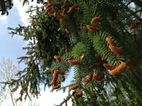 Spruce trees laden with flowers