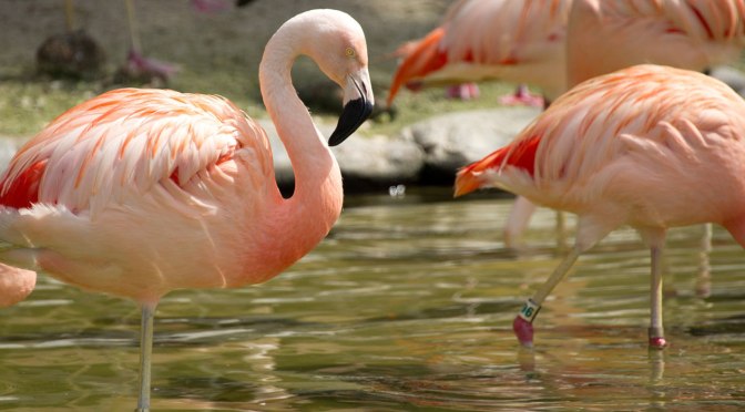 The Year of the Flamingo